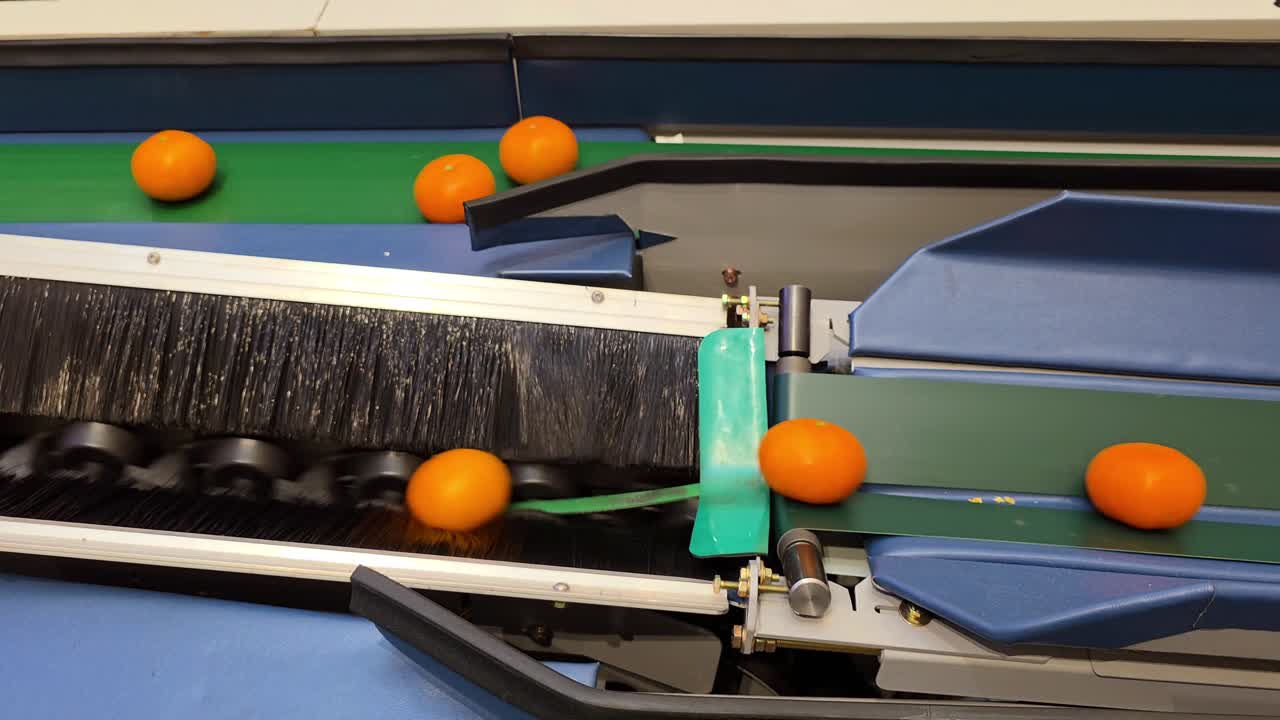 Bright oranges move along automated conveyor system being sorted by size by factory machine