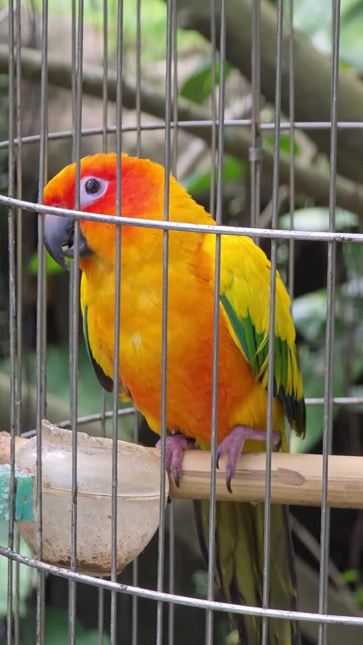 Cotorra solar vibrante con plumaje naranja brillante, amarillo y verde posada en una clavija de madera dentro de una jaula de alambre rodeada de exuberante follaje tropical