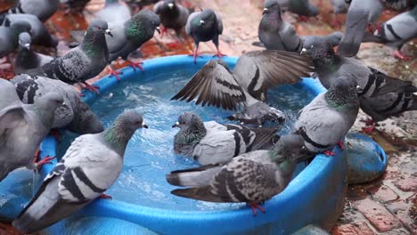 Pájaros-Jugando-En-El-Agua-Durante-La-Temporada-De-Monzones-En-Nepal