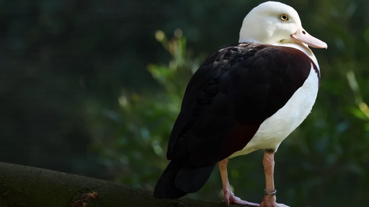 A detailed view of a Radjah Shelduck standing on a branch against a leafy backdrop.