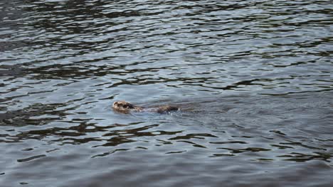 Primer-Plano-De-Myocastor-Coypus-Nutria-Nadando-En-La-Superficie-Del-Agua