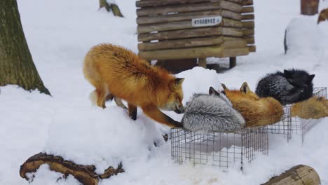 zao fox village in the snow, family of foxes sleeping together