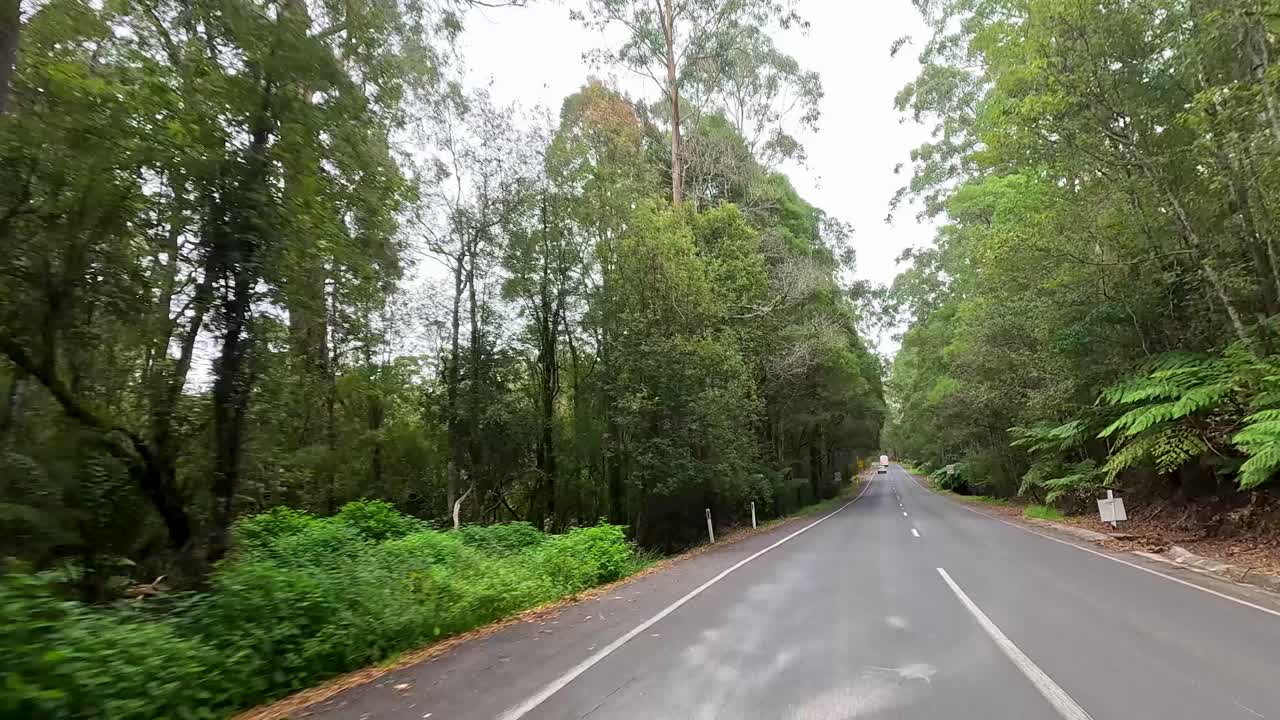 A serene drive along a winding road surrounded by dense forest, captured in soft daylight with a tranquil atmosphere