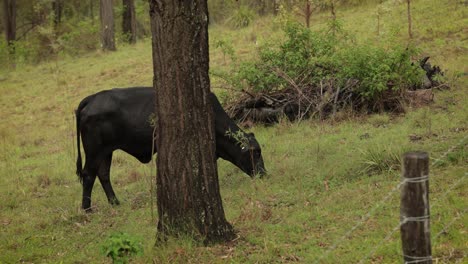 Cattle-eating-grass-in-the-Australian-bush-under-gentle-rain-with-soft-light