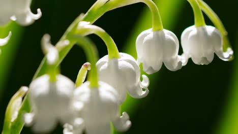 close-up of lily of the valley flowers