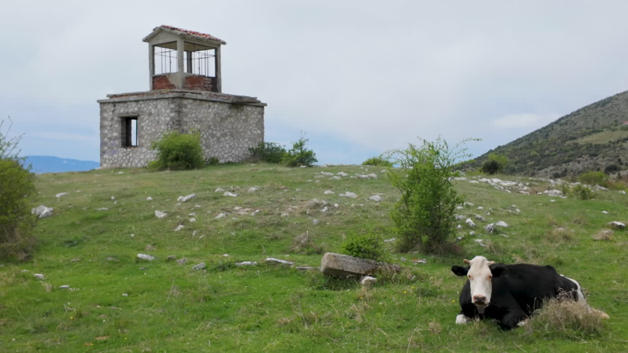 En boskapshjord betar och vilar på en frodig grön äng i Greklands berg, med en gammal övergiven stenstruktur i bakgrunden