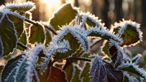 frost-covered leaves in morning sunlight