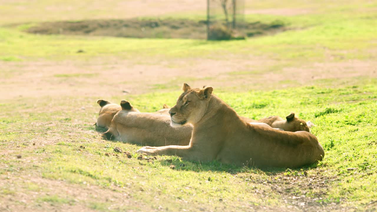 Lionesses resting together in green meadow on sunny day