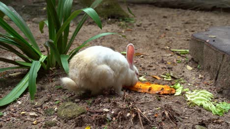 un lindo conejo blanco herbívoro buscando alimento en el suelo, alimentándose de zanahorias y plantas de hojas, disparado de cerca