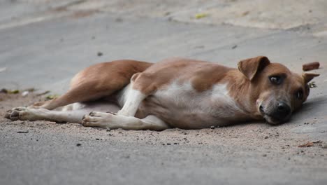 Perro-Durmiendo-Al-Lado-De-La-Carretera