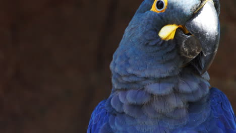 Primer-Plano-De-Un-Guacamayo-Azul-De-Lear-Moviendo-La-Cabeza,-Bahia,-Brasil