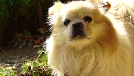 Dog-staying-alert-on-backyard,-looking-and-listening-carefully-around