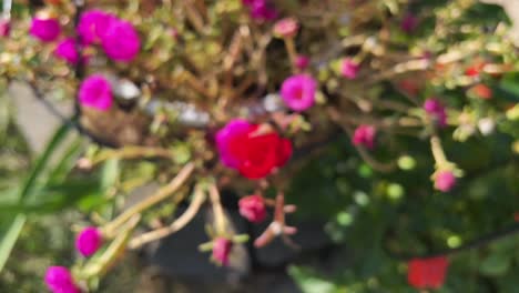 Alejándose-De-La-Portulaca-Grandiflora-En-Una-Maceta-Colgante-A-Medida-Que-Se-Desenfoca