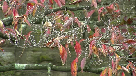 dogwood tree in autumn with stone wall in background