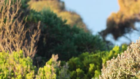 vibrant foliage along the great ocean road