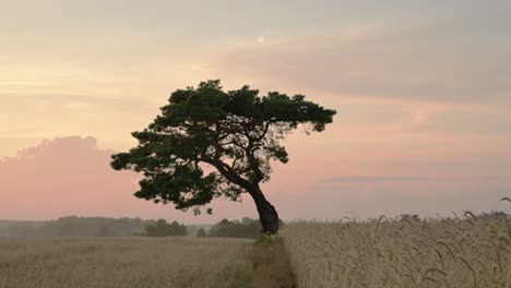 Plantación-De-Centeno-De-Trigo-Orgánico-De-Campo-Agrícola-Al-Atardecer-Con-Un-Enorme-árbol-De-Imágenes-De-Estilo-Minimalista