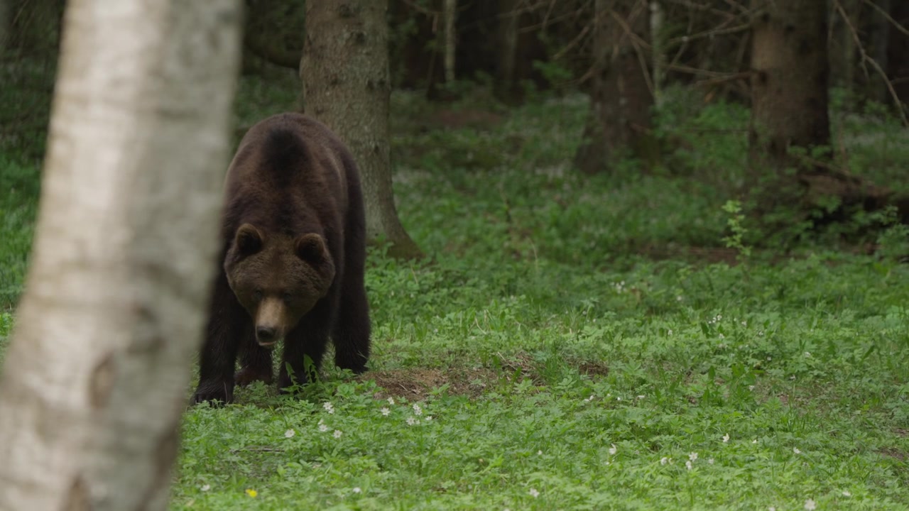 Orso bruno eurasiatico cerca cibo dietro una betulla argentata in una radura della foresta, poi alza la testa, si lecca le labbra e fissa in avanti. Ripresa in slow motion in un habitat boschivo selvaggio.