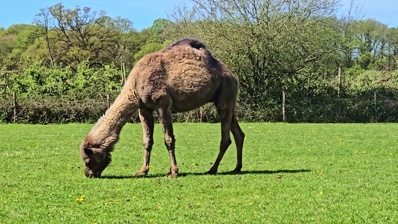 Dromedario che bruca l'erba in un campo soleggiato con alberi sullo sfondo, scena naturale all'aperto
