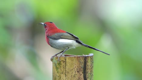 el pájaro sol de java bañándose en un palo de bambú lleno de agua