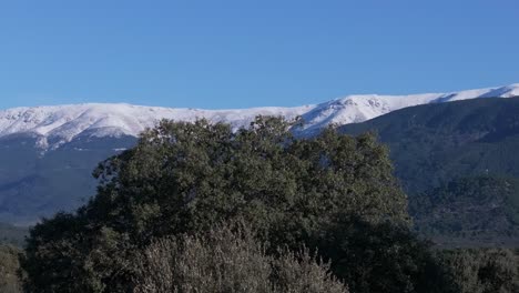 Drohnenflug-Mit-Dolly-Effekt-über-Der-Spitze-Einer-Eiche-Vor-Dem-Hintergrund-Von-Bergen-Mit-Schneebedeckten-Gipfeln,-Kiefernwäldern-An-Den-Hängen-Und-Blauem-Himmel,-Gefilmt-In-70-Mm