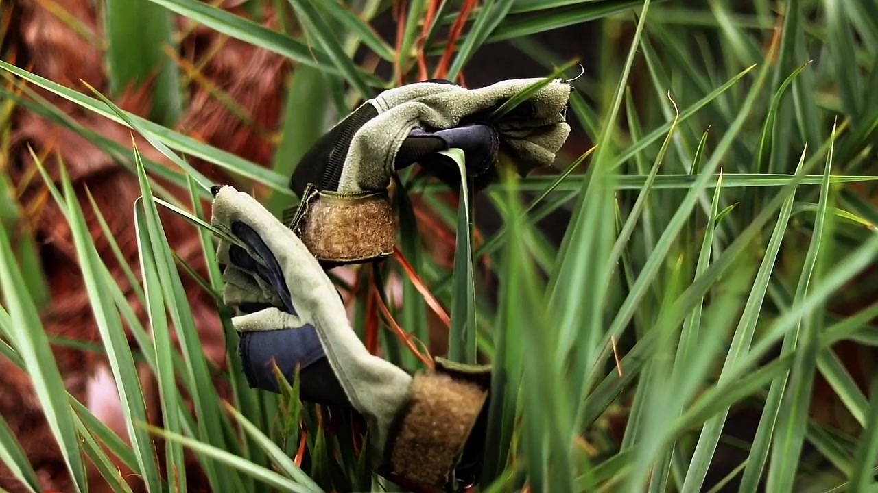 Oude werkhandschoenen liggen verstrikt tussen hoge groene grassprieten, wat duidt op arbeid, tuinieren of verloren uitrusting in het veld.