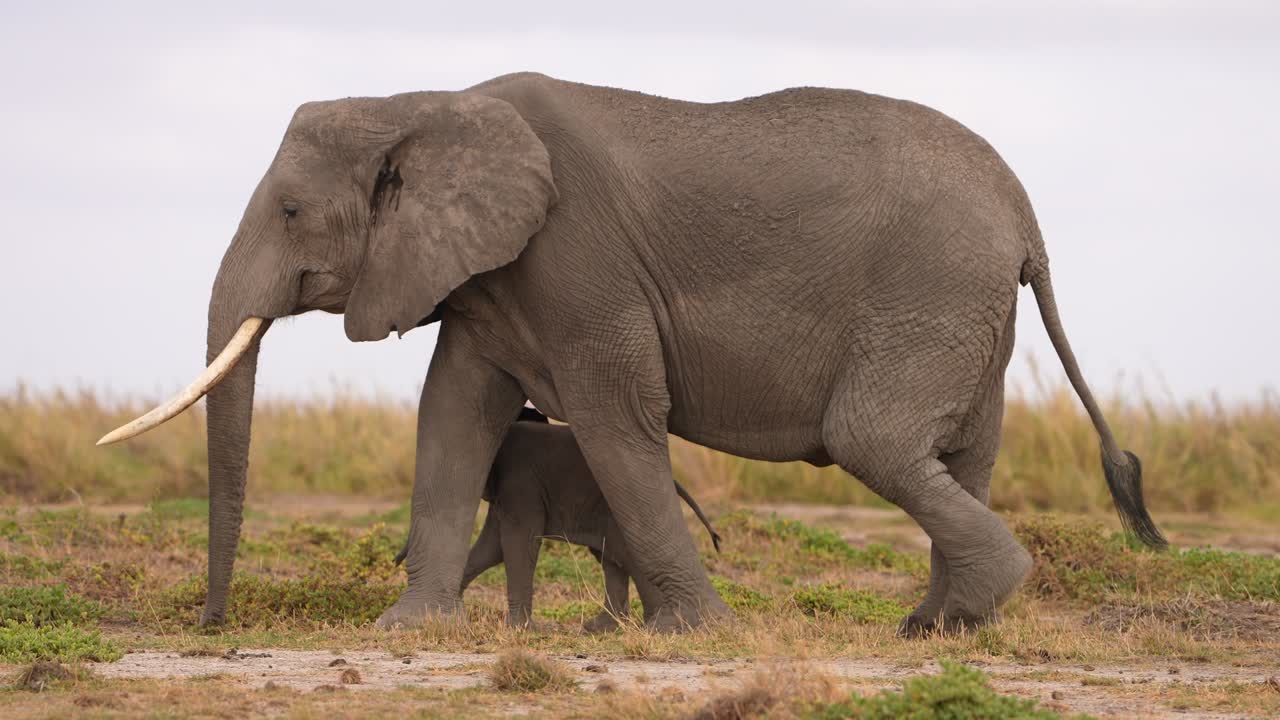 Cucciolo di elefante che rimane vicino alla madre in una scena naturalistica.
