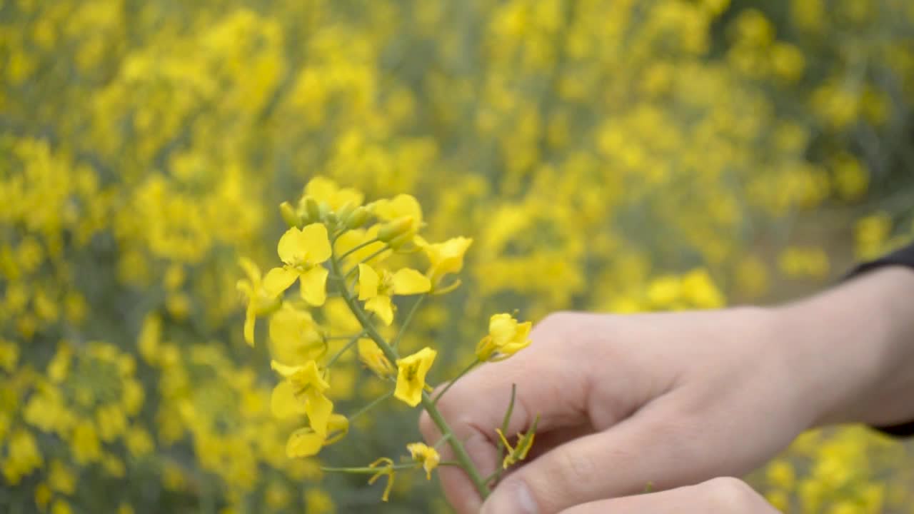 유채의 노란 꽃을 따는 소녀, slomo