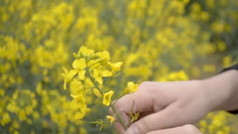 Girl-picking-yellow-flowers-of-rapeseed,-SLOMO