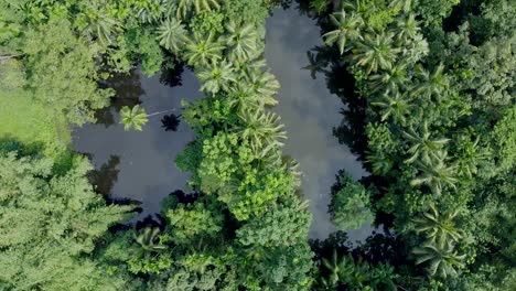 Aerial-view-of-deep-green-forest-or-jungle-at-rainy-season