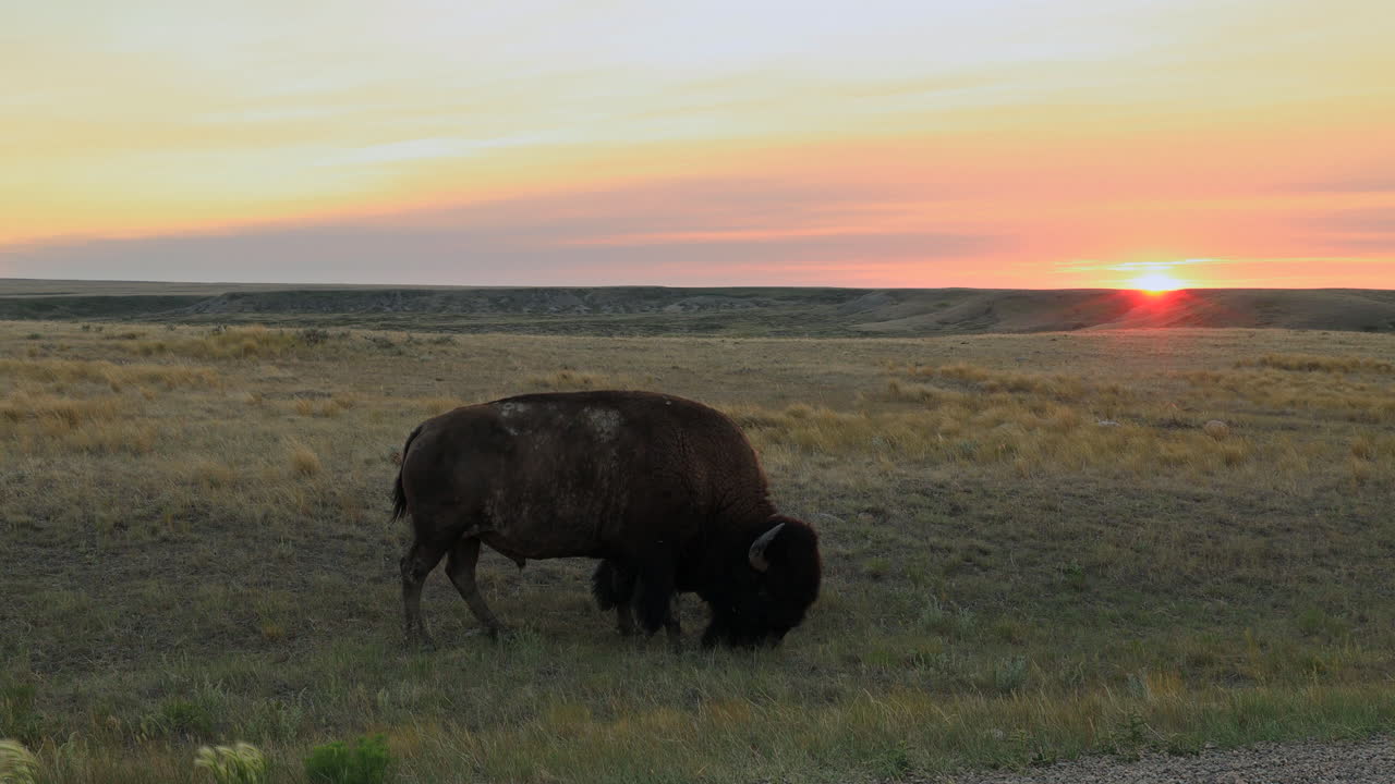 bisonte americano pastando en el parque nacional de pastizales, fondo de puesta de sol sobre llanuras, saskatchewan, canadá