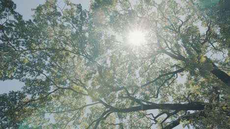 sun-shining-through-treetop-leaves