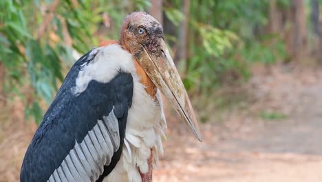 un carroñero de cabeza desnuda salvaje de aspecto aterrador, ayudante mayor, leptoptilos dubius, con una mirada de muerte directamente a la cámara en buriram, isan, tailandia