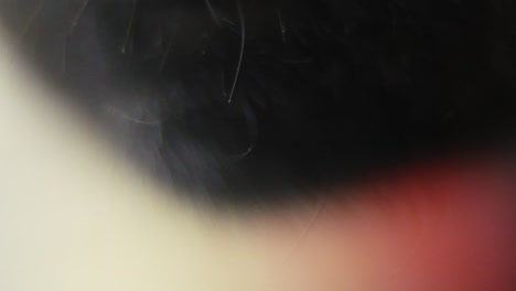 video macro de una cara de gato negro, mascota peluda de cerca, movimiento lento 120 fps, en alta definición