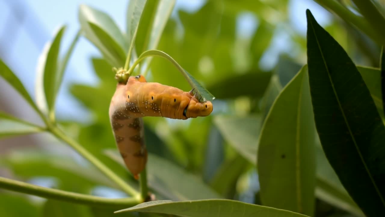 Primo piano di un bruco giallo mimetizzato che si nutre avidamente di foglie