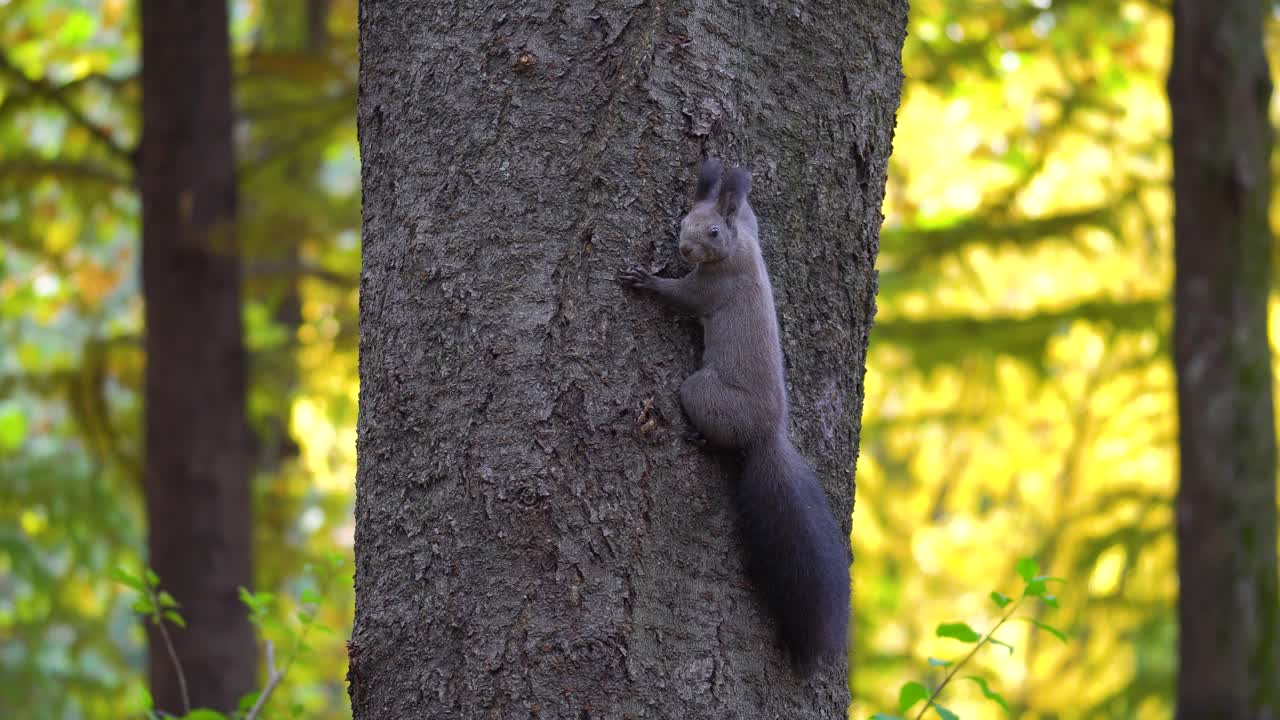 Eurasian Tree squirrel on tree trunk, hanging and clambering up. Also known as gray Abert's squirrel or Sciurus Vulgaris