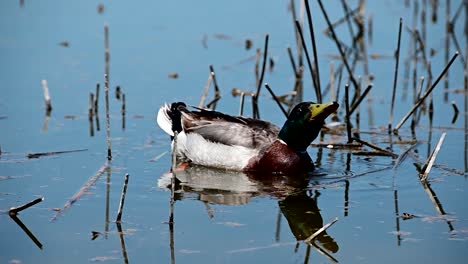 Einzelne-Stockente-In-Der-Nähe-Des-Ufers-Eines-Sees