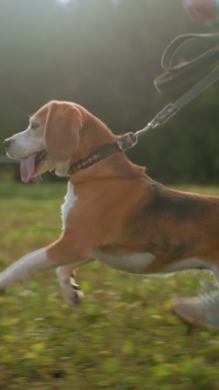 Beagle felice corre con una donna in un campo, una donna anziana gioca a riporto con un beagle allegro in un prato luminoso, una signora anziana festeggia una passeggiata all'aperto mentre il suo cane gioioso esplora l'erba piena di sole