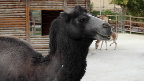 動物園中黑<unk>驼的側景,背景有驴