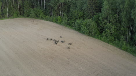 Wildschweine-Verwüsten-Getreidefelder