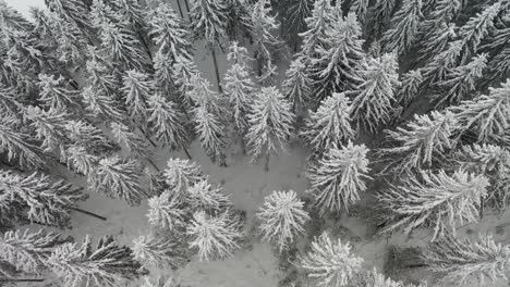 drone flight snowy landscape in black forest germany