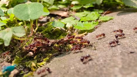 foto macro de hormigas que cambian de clima preparándose para moverse