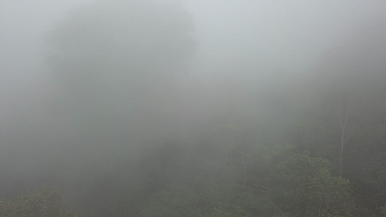 무성한 녹색 정글 공중이 두꺼운 낮은 곳으로 올라갑니다.