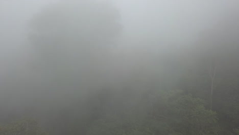 lush green jungle aerial ascends into thick low