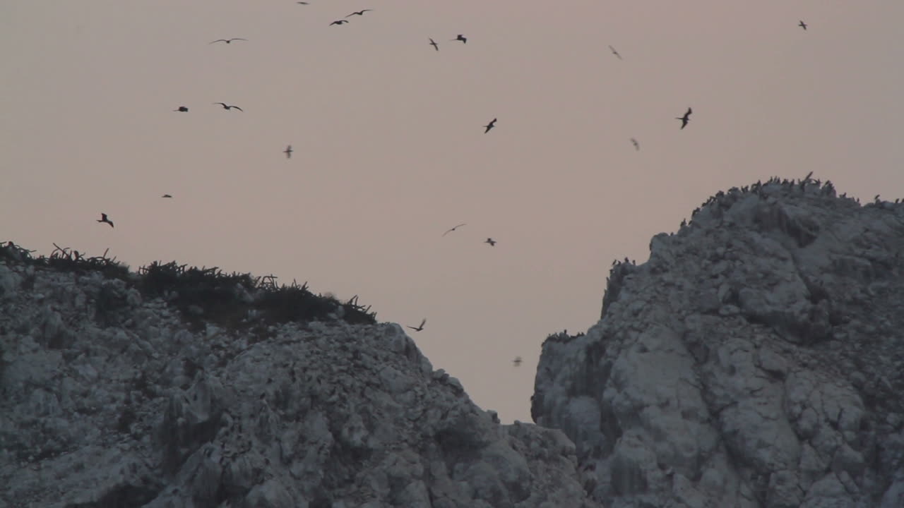 버드 아일랜드 00