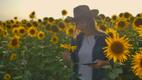 una muchacha granjera mira un girasol en el campo y describe sus características en su tableta digital.