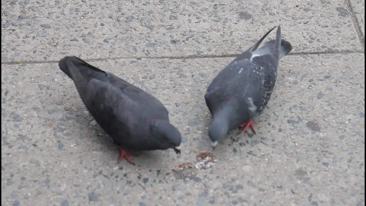 Pigeons Eating on the Street