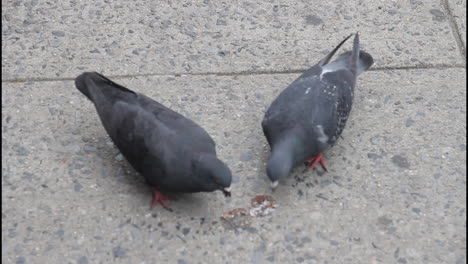 pigeons eating on the street