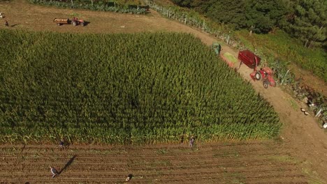 personas que trabajan en la vista aérea del campo de maíz