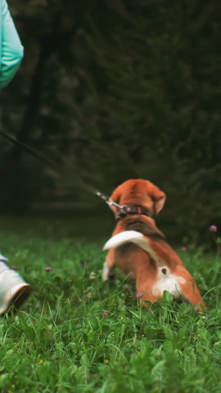 Beagle walks with owner through grassy park, leash guides dog past trees, hoodie walker moves steady pace, tail wagging, dusk light, distant headlights, calm companionship during evening routine