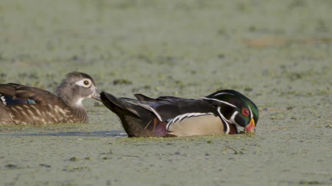 수과 암 나무 오리들이 녹색 해조류 물에서 먹고 수영하고 있습니다.